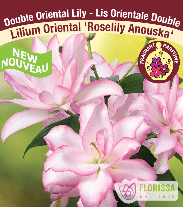 Lilium Double Oriental - Roselily Anouska