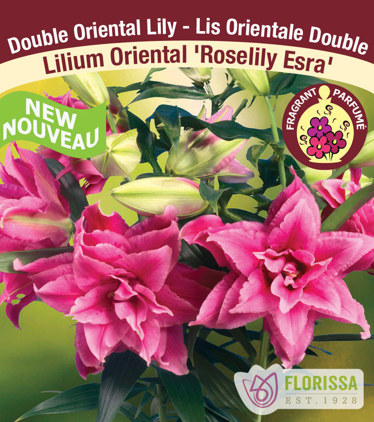 Lilium Double Oriental  - Roselily Esra