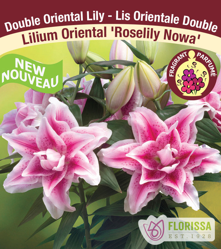 Lilium Double Oriental  - Roselily Nowa