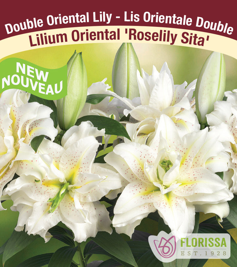 Lilium Double Oriental  - Roselily Sita