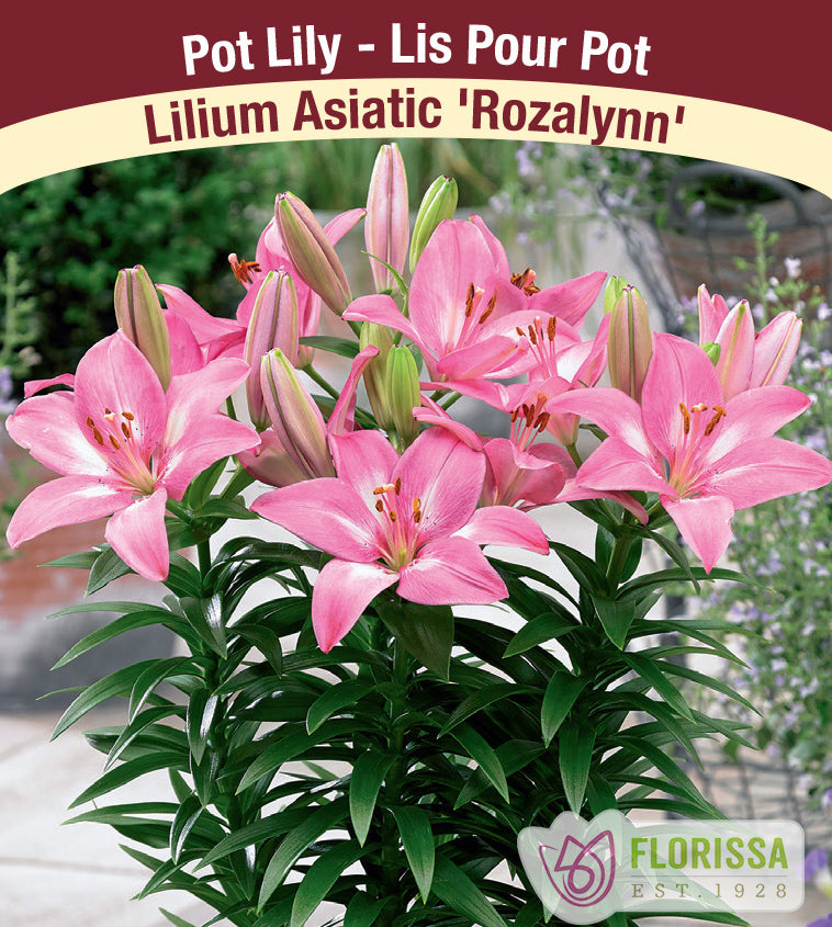 Lilium Asiatic Pot - Rozalynn