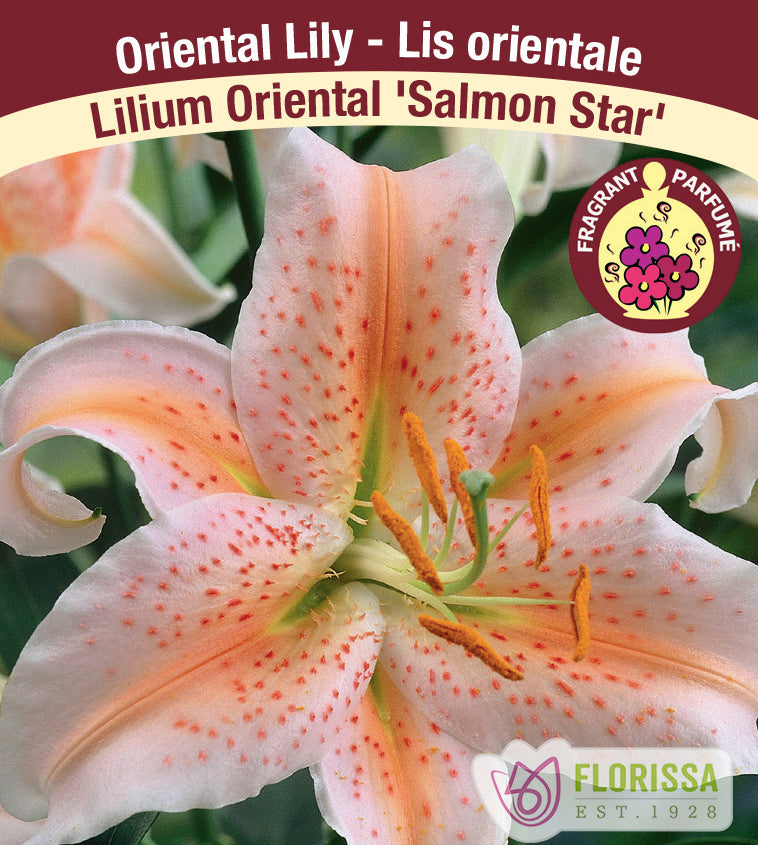 Lilium Oriental  - Salmon Star