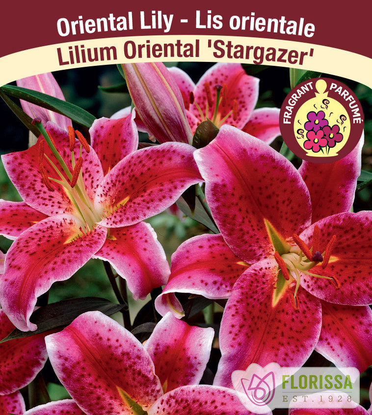 Lilium Oriental  - Stargazer