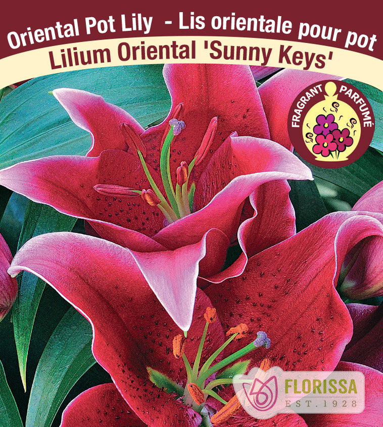 Lilium Oriental Pot  - Sunny Keys