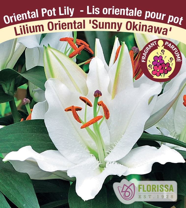 Lilium Oriental Pot  - Sunny Okinawa