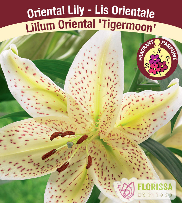 Lilium Oriental  - Tigermoon