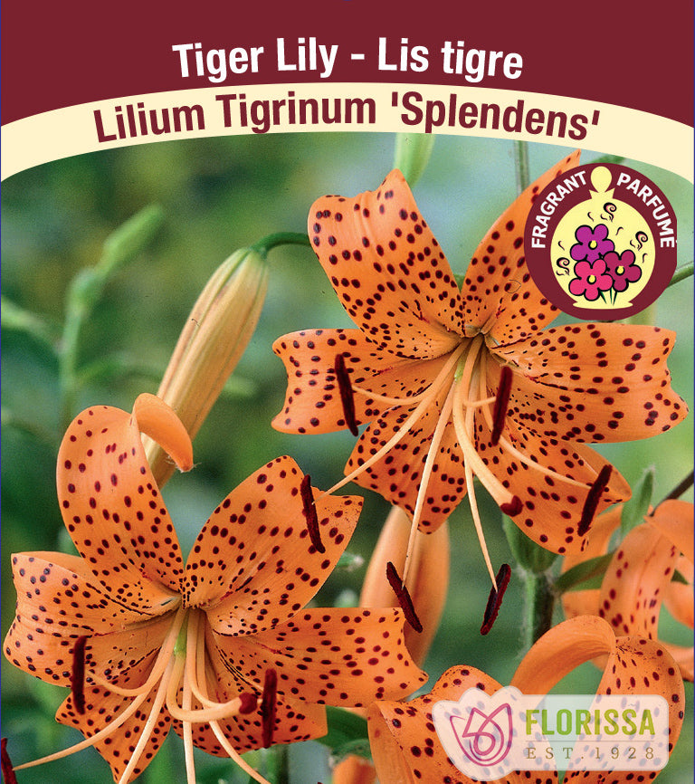 Lilium Tiger  - Tigrinum Splendens
