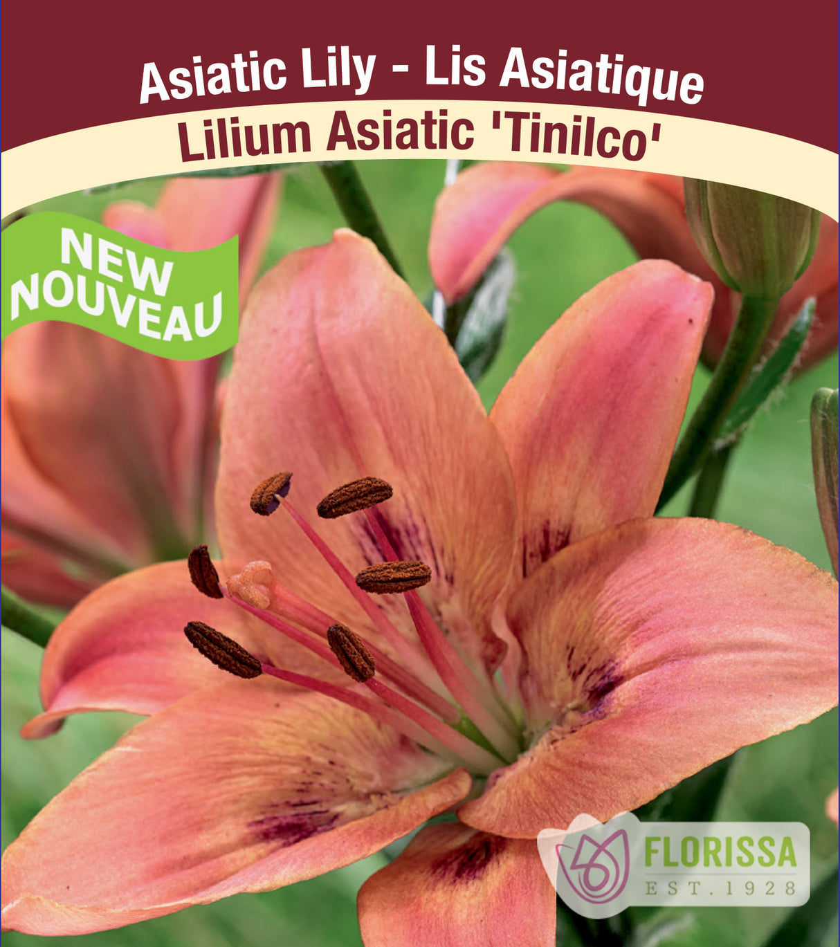 Lilium Asiatic - Tinilco