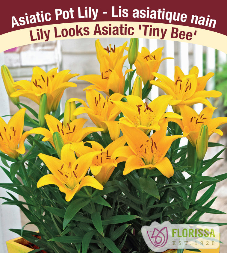 Lilium Asiatic Pot - Tiny Bee