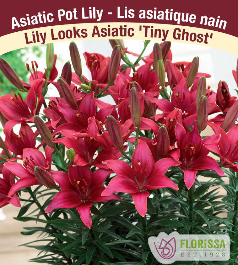 Lilium Asiatic Pot - Tiny Ghost