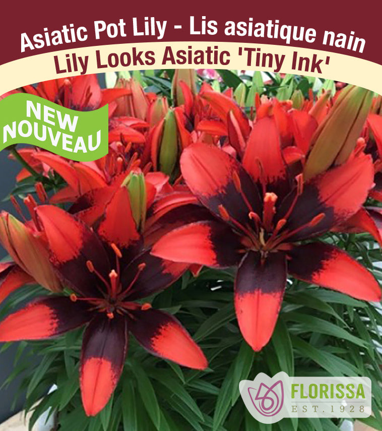 Lilium Asiatic Pot - Tiny Ink