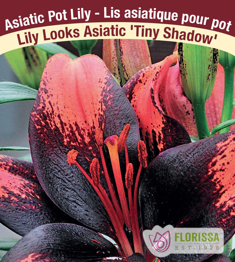Lilium Asiatic Pot - Tiny Shadow
