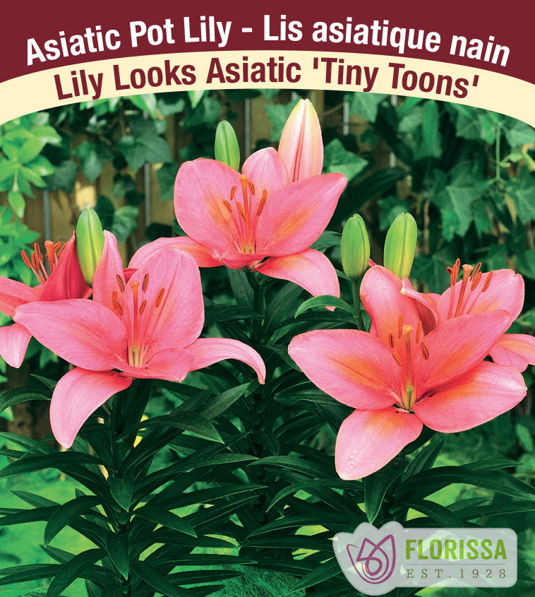 Lilium Asiatic Pot - Tiny Toons