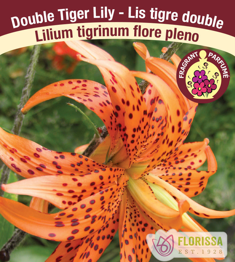 Lilium Species  - tigrinum flore pleno