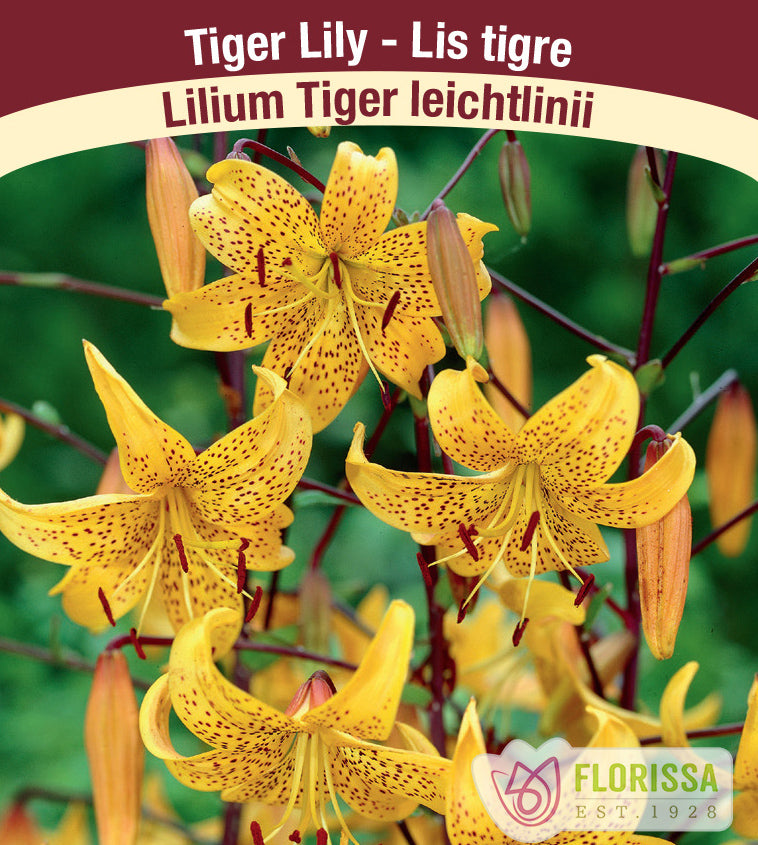Lilium Tiger  - leichtlinii