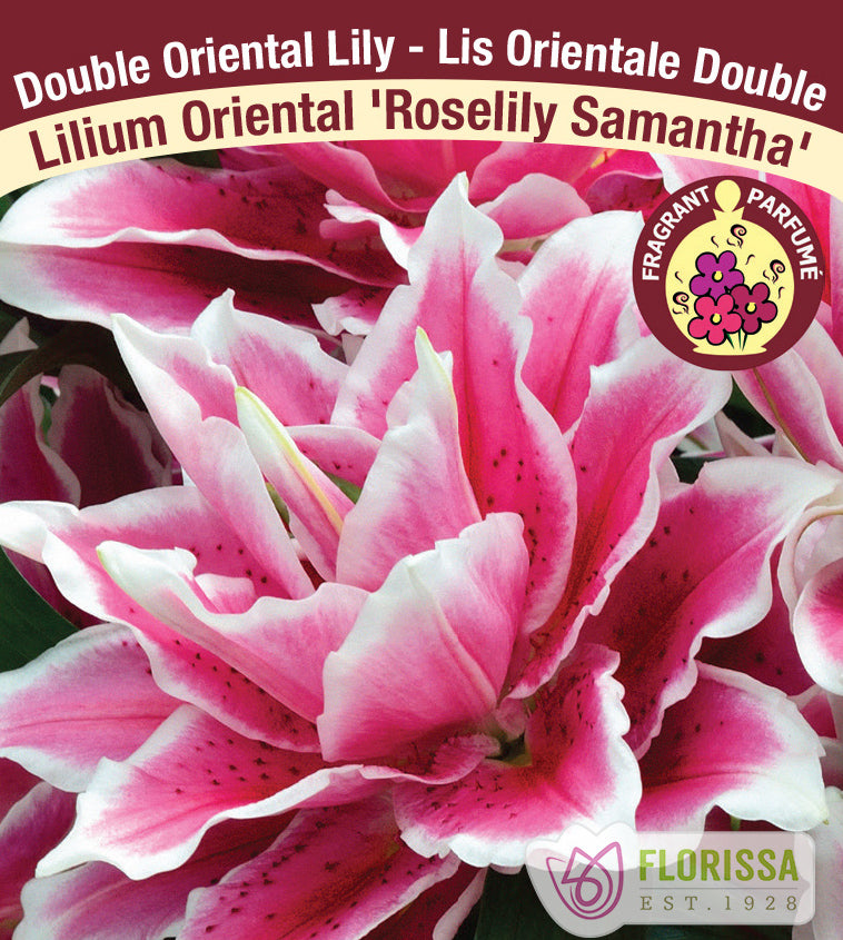 Lilium Double Oriental  - Roselily Samantha