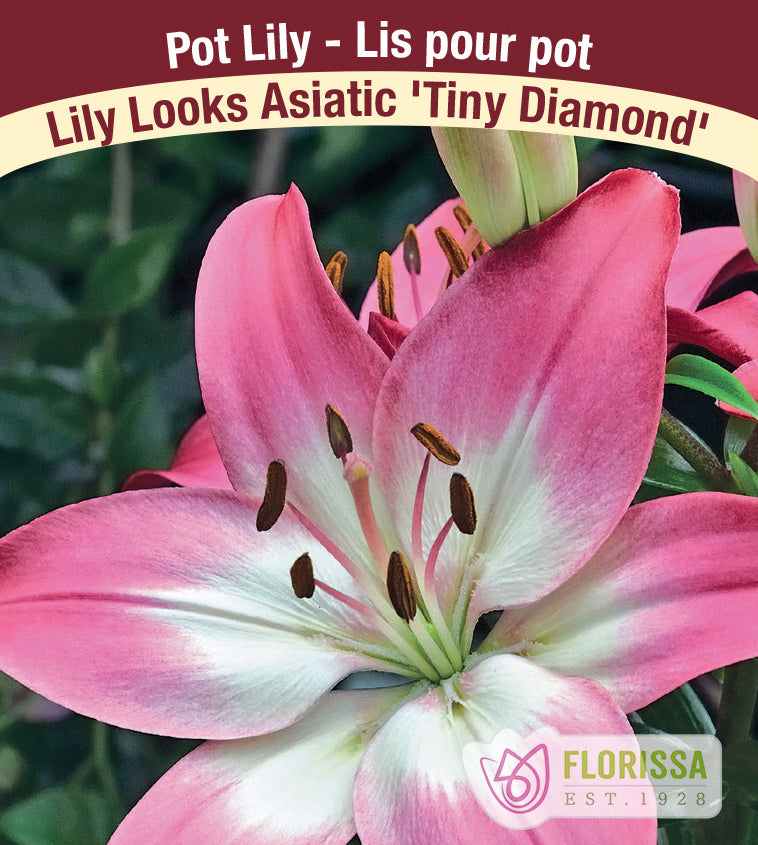 Lilium Asiatic Pot - Tiny Diamond