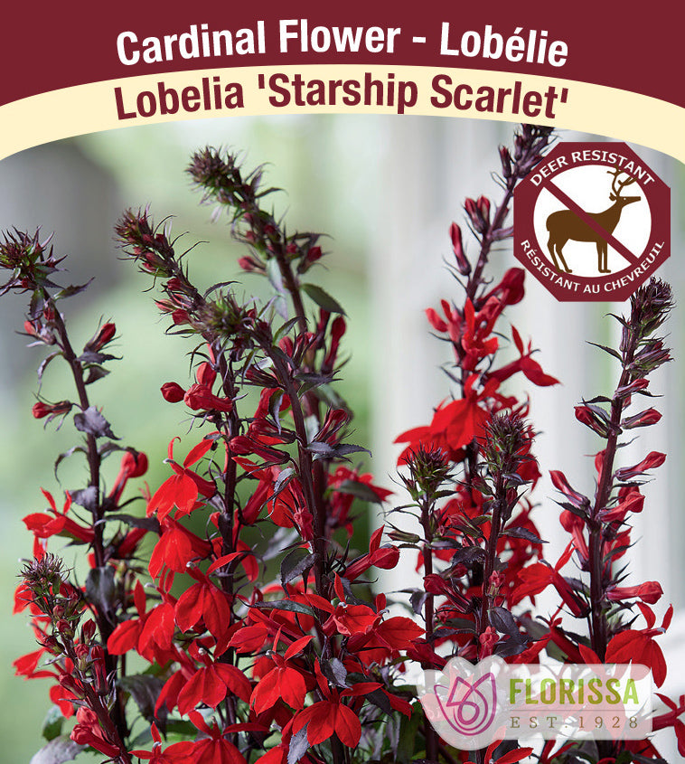 Lobelia - Lovelia - Starship Scarlet