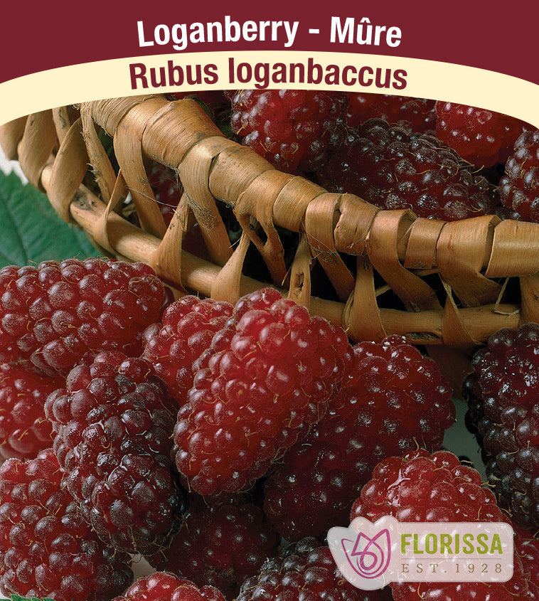 Loganberry - Bulk