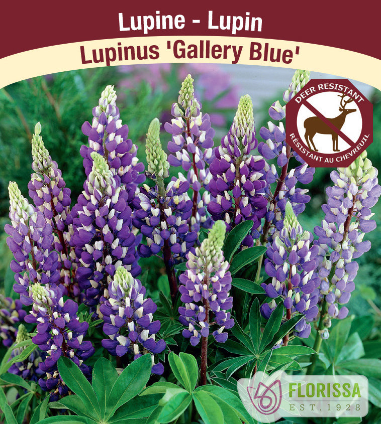 Lupinus - Gallery Blue