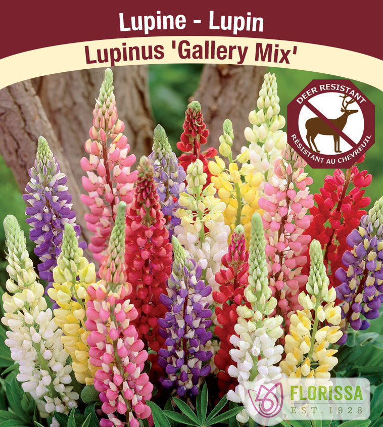 Lupinus - Gallery Mix