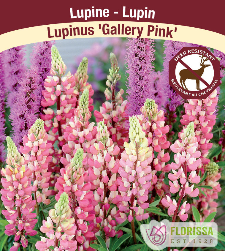 Lupinus - Gallery Pink