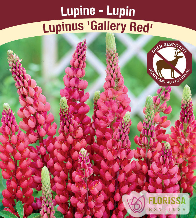 Lupinus - Gallery Red