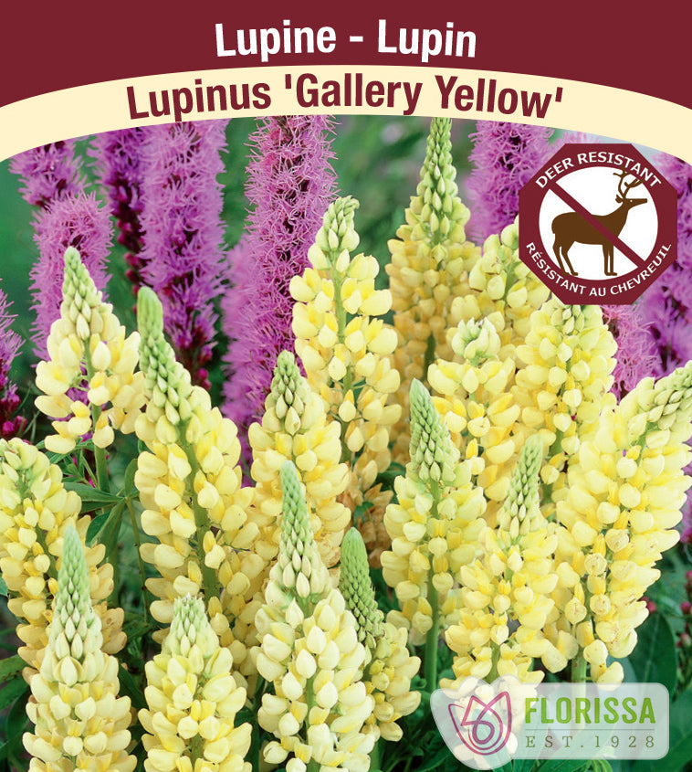 Lupinus - Gallery Yellow