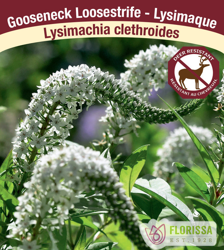 Lysimachia - clethroides