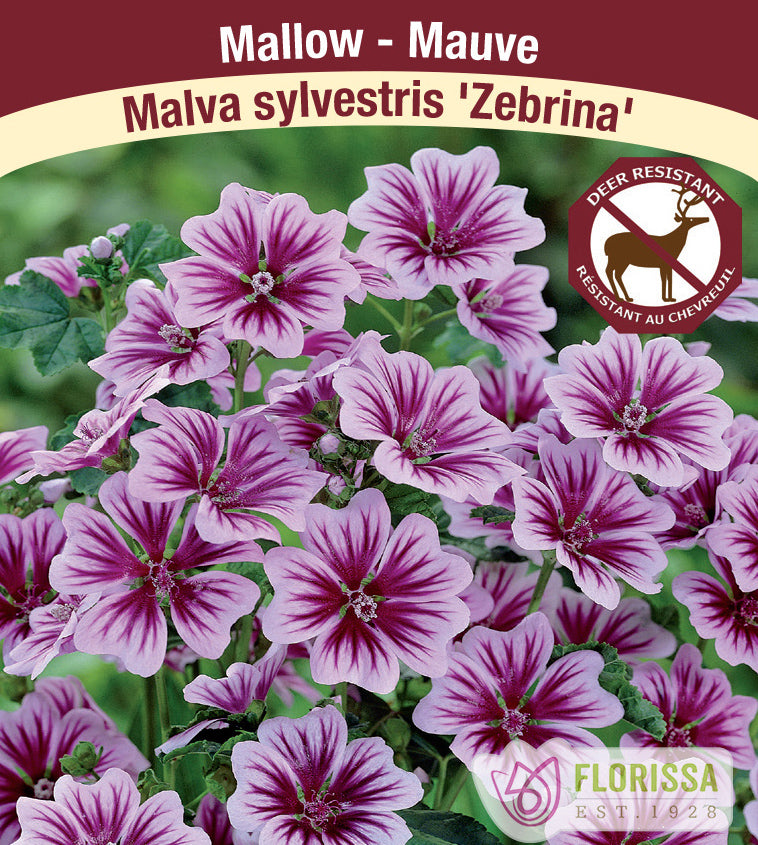 Malva - Zebrina