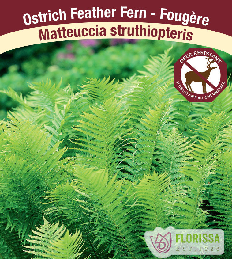 Matteuccia - struthiopteris