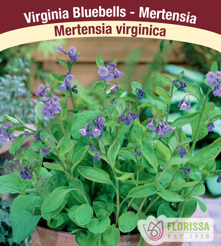 Mertensia - virginica