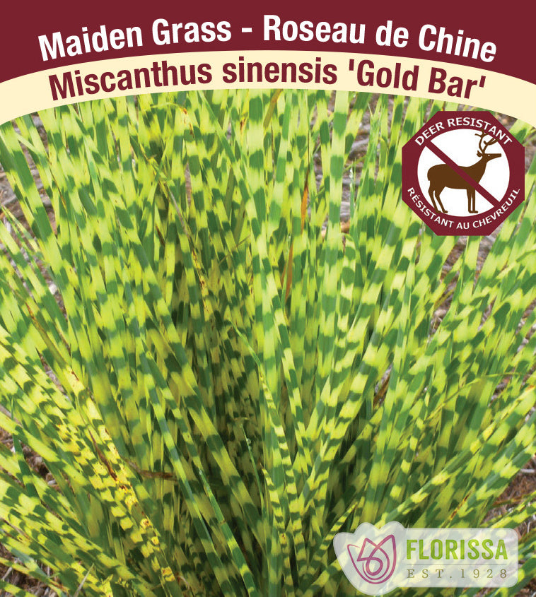 Miscanthus - sinensis Gold Bar