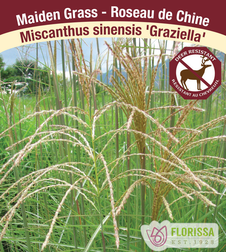 Miscanthus - sinensis Graziella