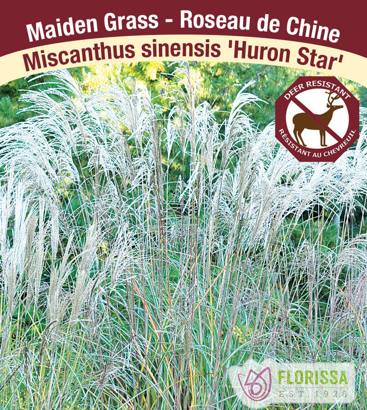 Miscanthus - sinensis Huron Star