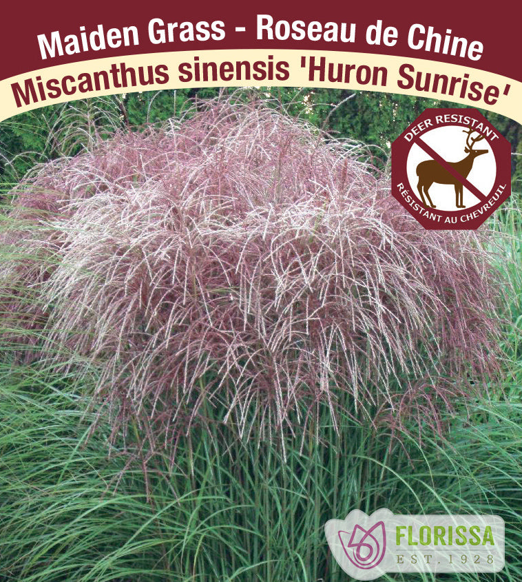 Miscanthus - sinensis Huron Sunrise
