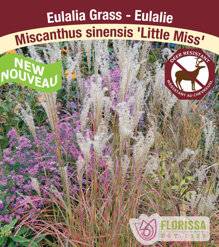 Miscanthus - sinensis Little Miss