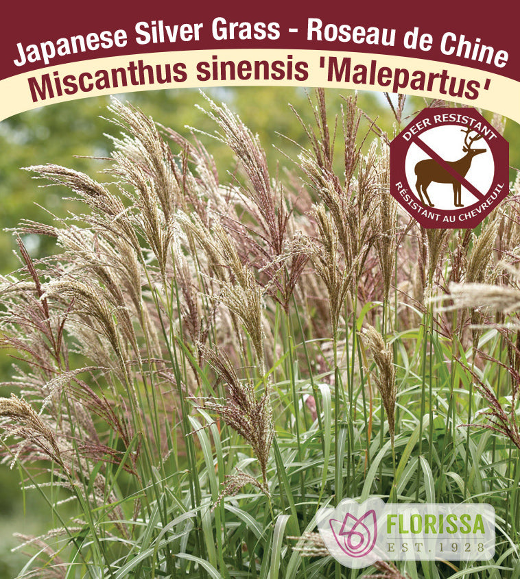 Miscanthus - sinensis Malepartus