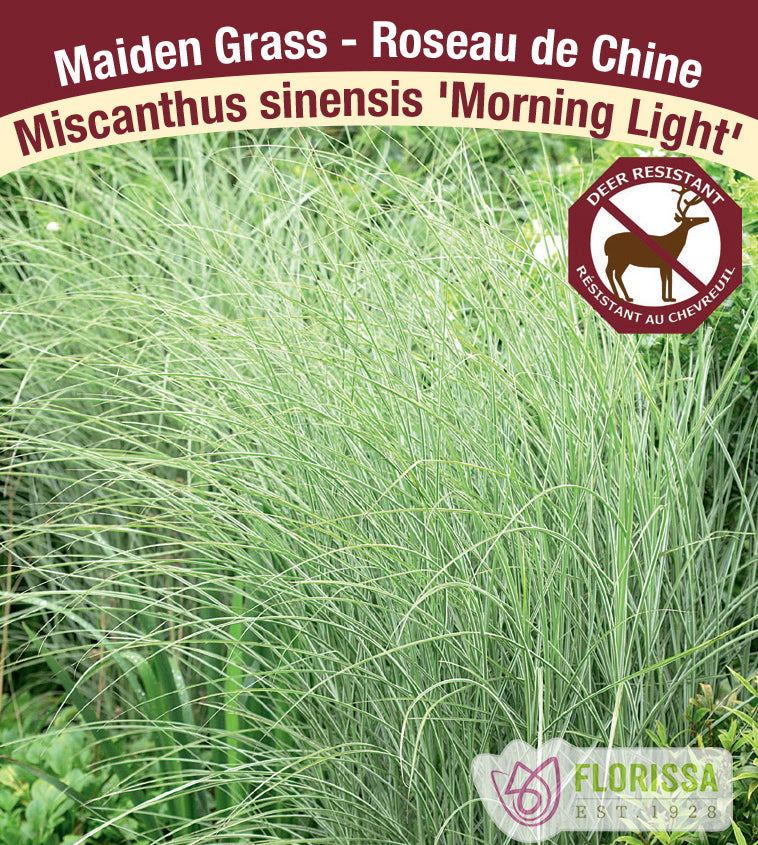 Miscanthus - sinensis Morning Light