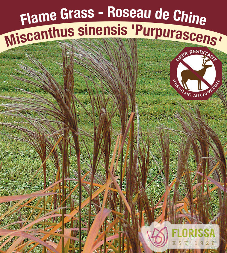 Miscanthus - sinensis Purpurascens