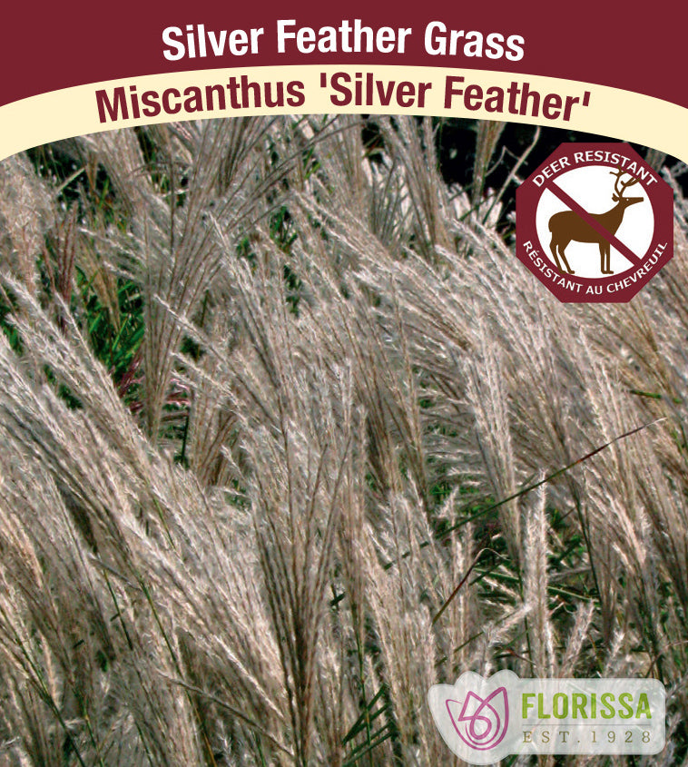 Miscanthus - sinensis Silberfeder