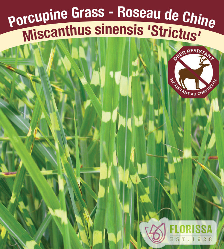 Miscanthus - sinensis Strictus