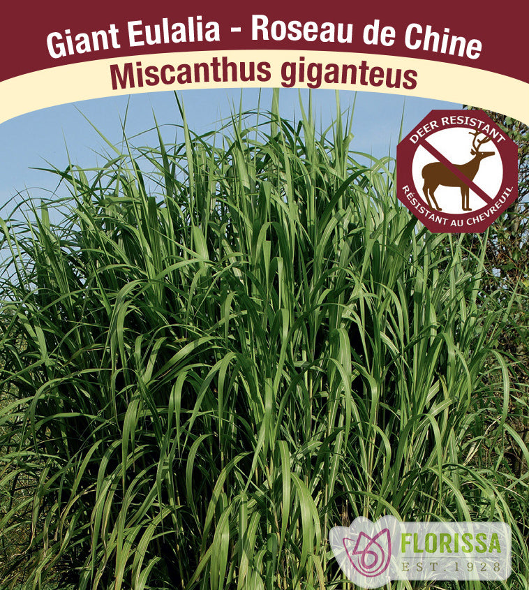 Miscanthus - giganteus