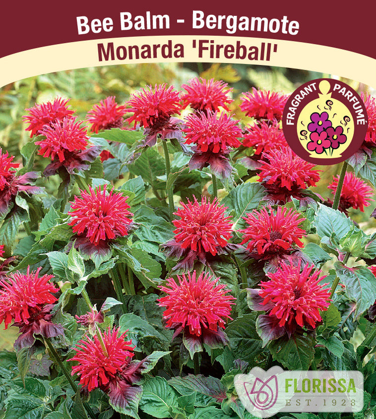Monarda - Fireball
