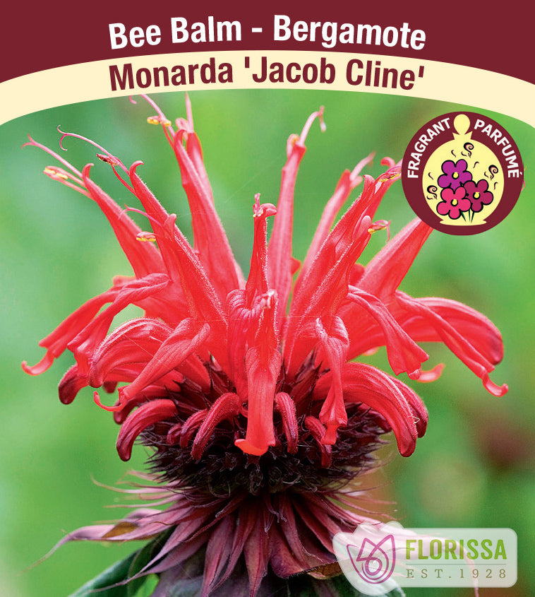 Monarda - Jacob Cline
