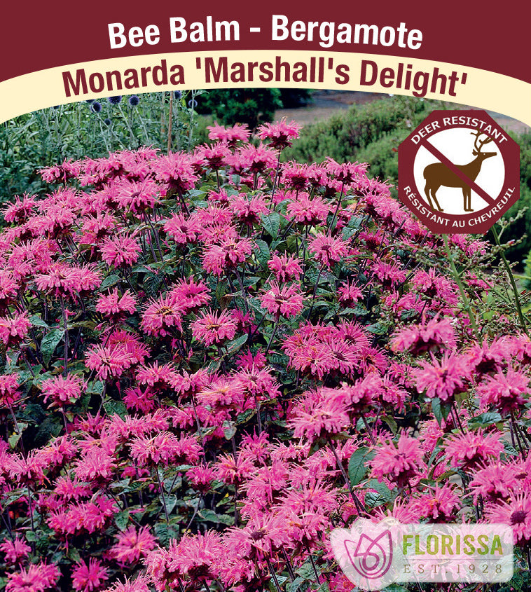 Monarda - Marshall's Delight