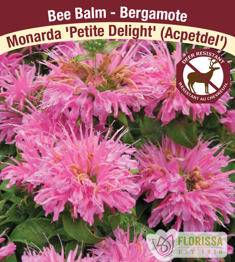 Monarda - Petite Delight