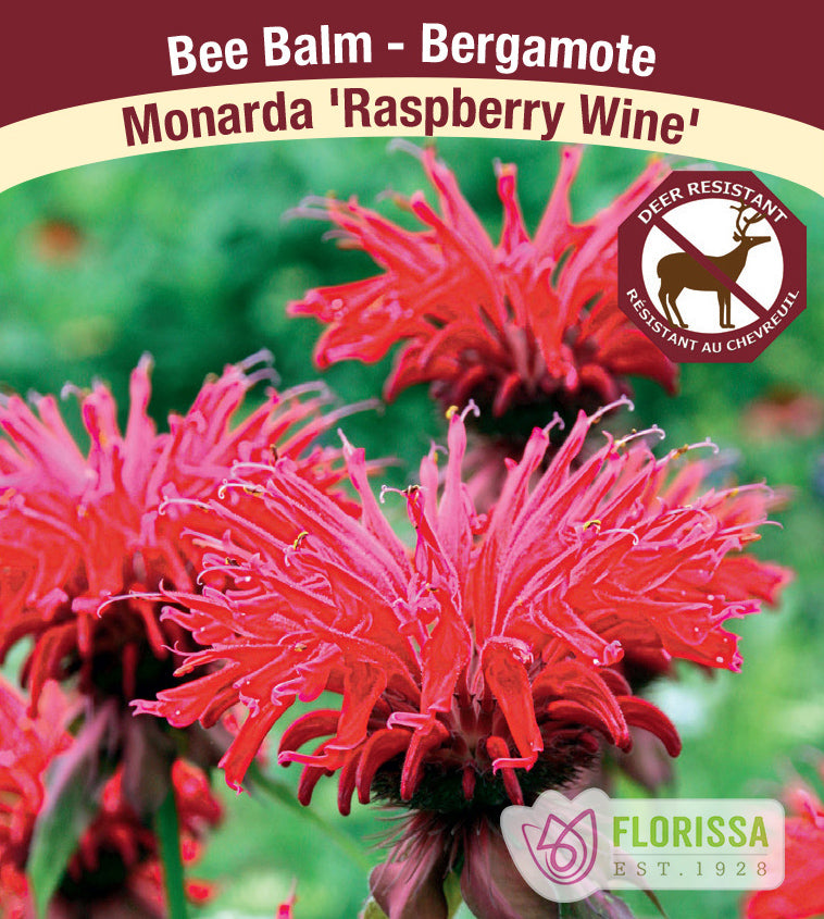 Monarda - Raspberry Wine