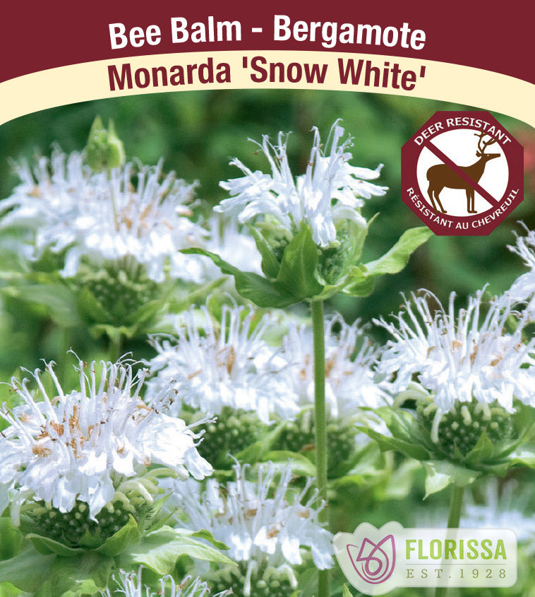 Monarda - Snow White (Schneewittchen)