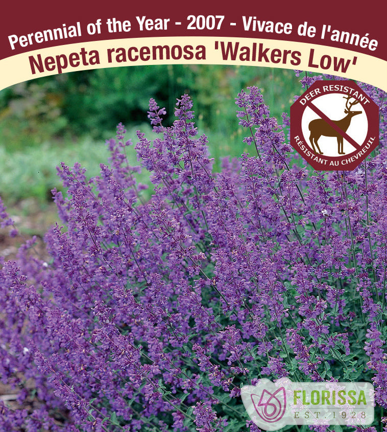 Nepeta - racemosa Walker's Low